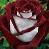 myesenia792